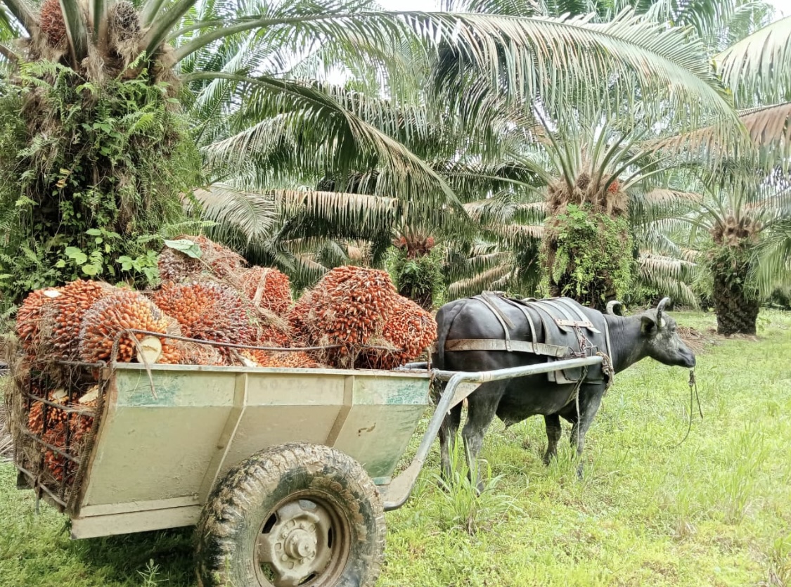 Transporte de racimos de fruto de palma en una finca de Promotora Palmera de Antioquia